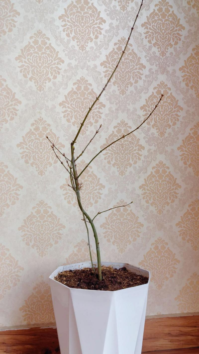 盆栽红枫多久发芽