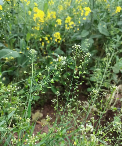 荠菜是什么花序