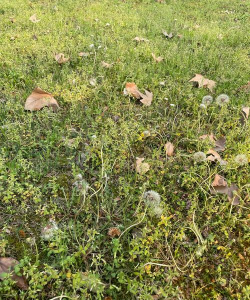 蒲公英老了是什么样子 蒲公英老了是什么样子