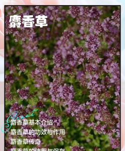 什么植物与麝香味相同