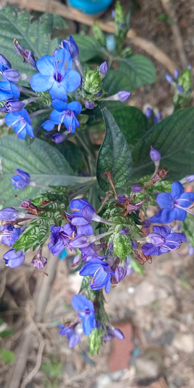 板蓝根花能开多久