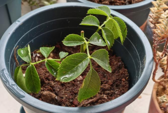 家庭养花用生根粉