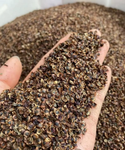 金鸡菊种子什么样子