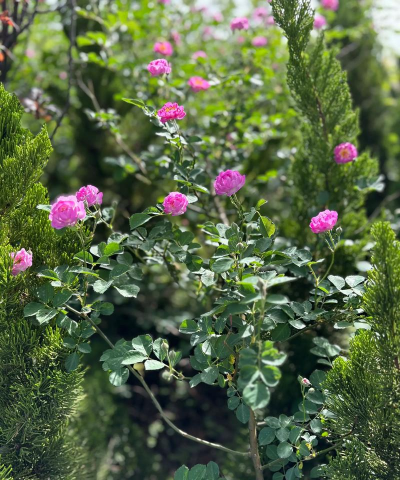 野蔷薇开的什么花