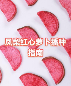 红心凤梨多久施肥