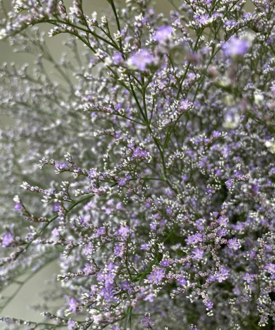 情人草多久开花