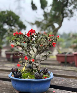 木瓜海棠 多久浇水