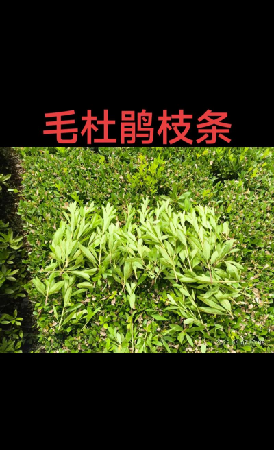 毛杜鹃多久扦插