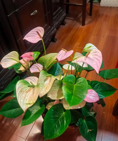 家庭养花用生根粉