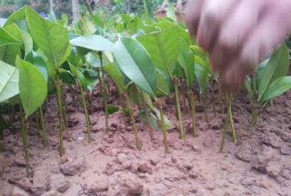 软枝扦插育苗技术