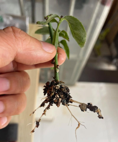 家庭养花用生根粉