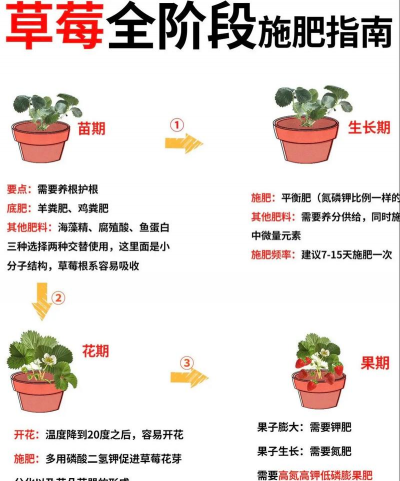 秋季草莓多久浇水