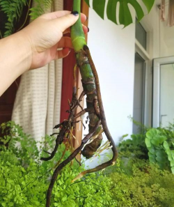 龟背竹是什么根系