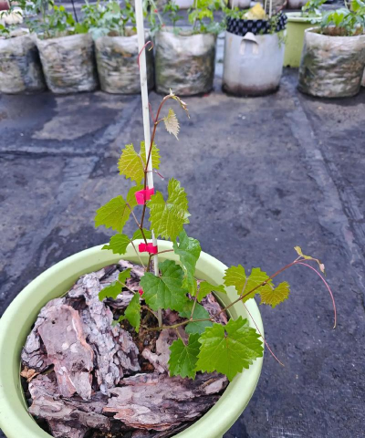 红宝石多久生根