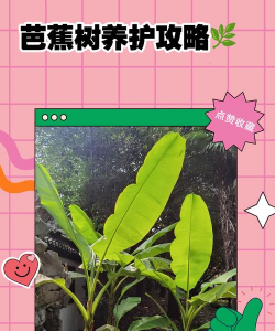 芭蕉树花是什么作用