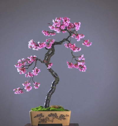 盆景樱花开多久