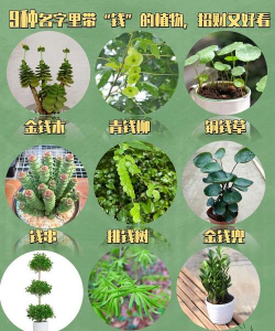 什么植物表示钱