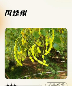 国槐的寿命多久