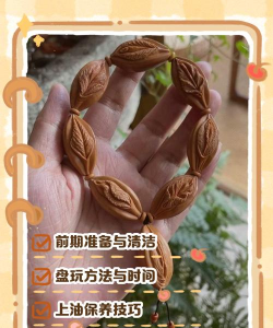 橄榄核怎么养花