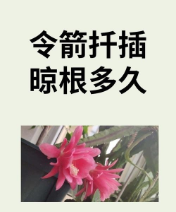 家庭养花用生根粉