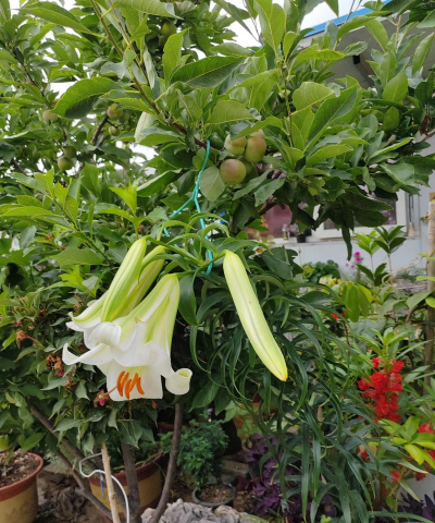 家庭养花用生根粉