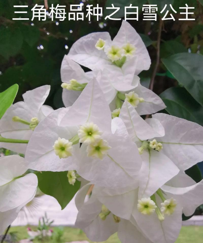 什么花象征白雪公主