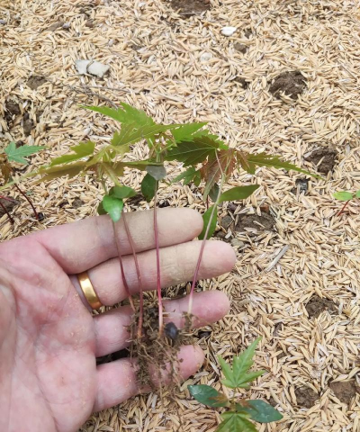 枫树苗多久发芽