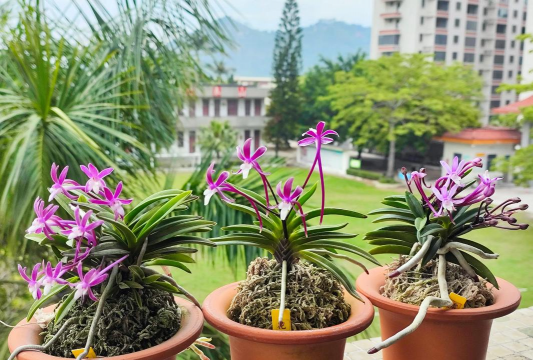 家庭养花用生根粉