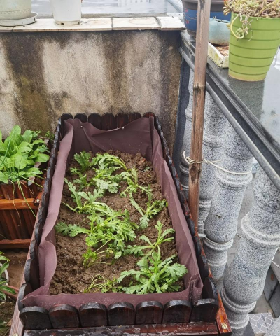 家庭养花用生根粉