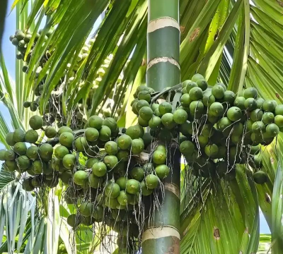 槟榔属于什么植物