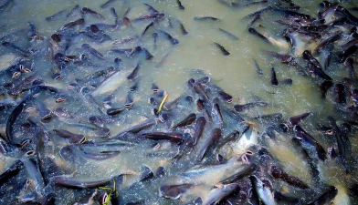 鱼塘饲养花鲢鱼