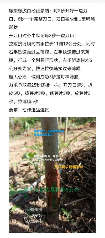 橡胶苗圃管理措施 橡胶苗圃管理措施