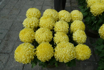 多头菊开花多久