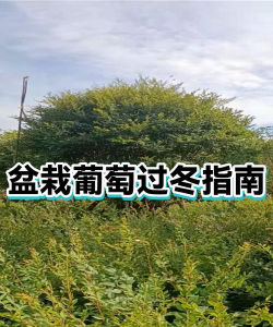 盆栽葡萄过冬方法是什么