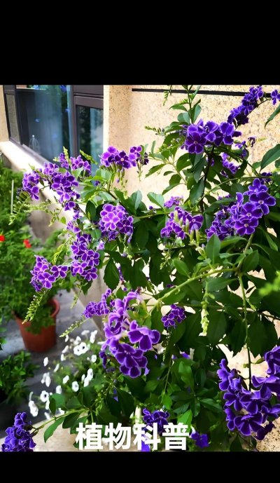 假连翘花期多久