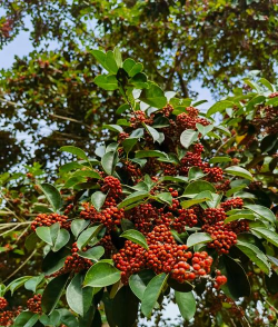 铁冬青多久开花