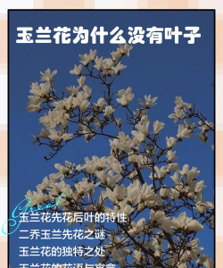 红玉兰为什么没叶子