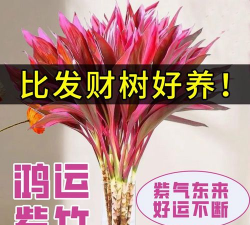 紫竹生根要多久