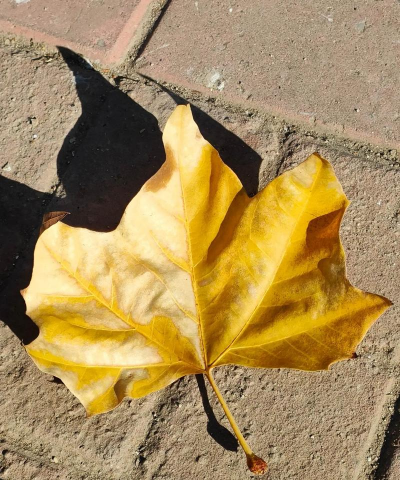 法桐叶子什么颜色