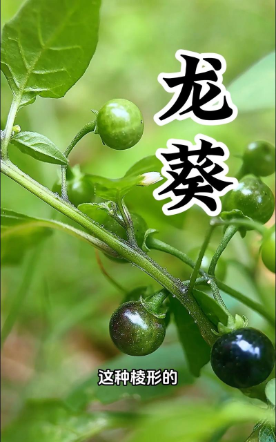 龙葵什么时候扦插好