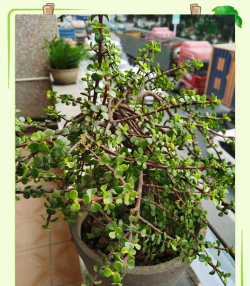 树马齿苋什么目