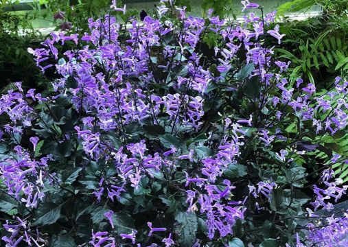 莫奈薰衣草花期多久