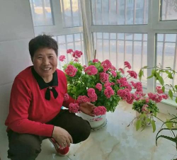 家庭养花用生根粉