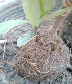 家庭养花用生根粉