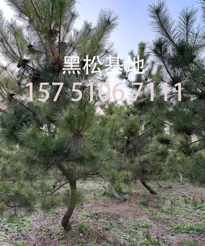 黑松扦插多久生根