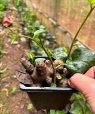 三七藤多久发芽