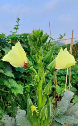 秋葵那个花开多久