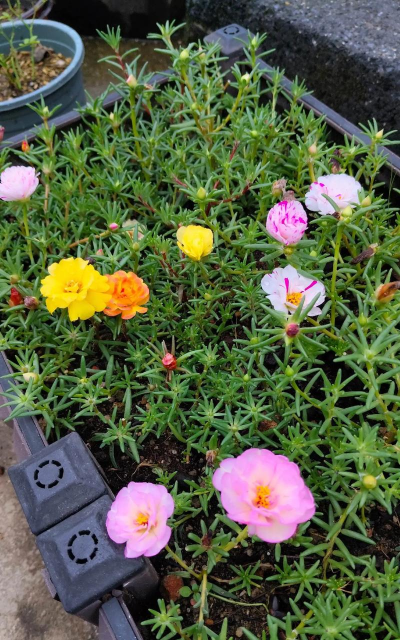 家庭养花用生根粉