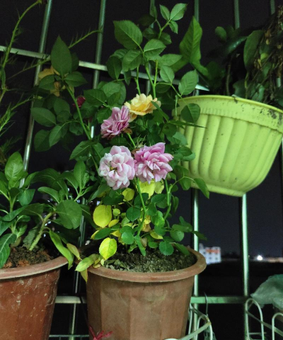 家庭养花用生根粉