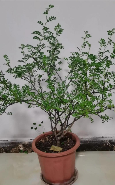 清香木可以嫁接什么花